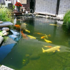 JBL ProPond Flakes Comida para peixe