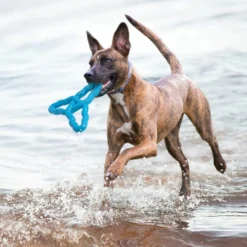 Kong Flyangle Brinquedo para cães