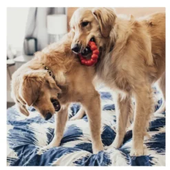 Kong Ring brinquedo mordedor para cães