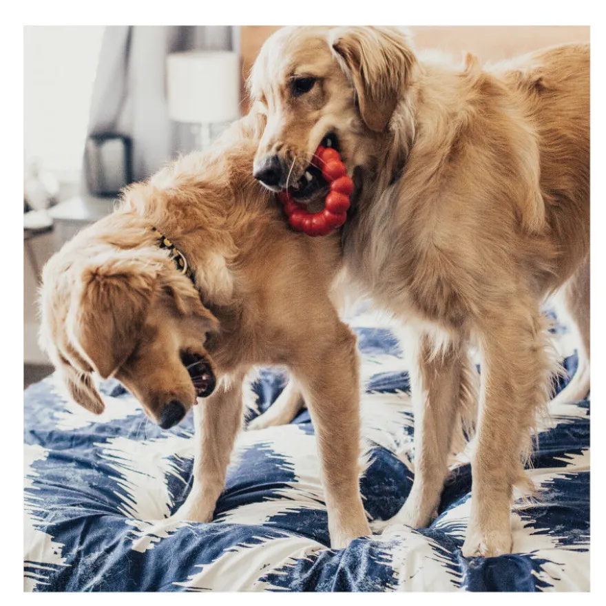 Kong Ring brinquedo mordedor para cães