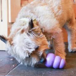 Kong Senior Mordedor para cães