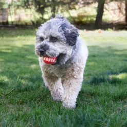 Kong Signature Ball 2-PK bolas para cães