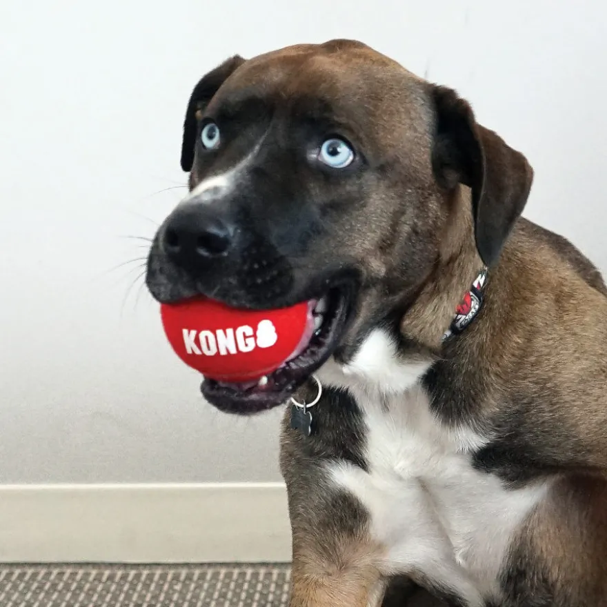 Kong Signature Sport 3-PK Bolas de ténis para cães