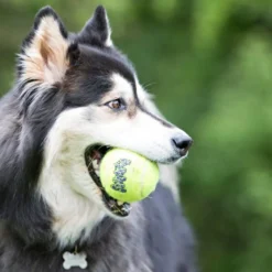 Kong SqueakAir Bolas de Tennis para cães -Pack 6