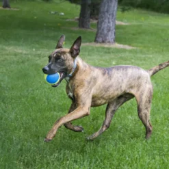 Kong SqueakAir Ultra Balls 2-PK bolas para cães