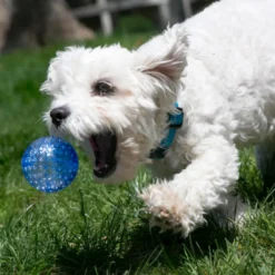 Kong Squeezz Geodz Bolas com guizo para cães
