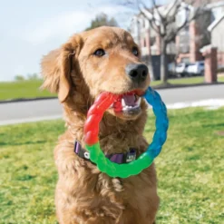 Kong Twistz Anel Mordedor para cães