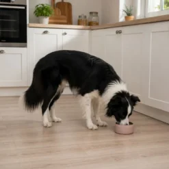 Leeby Comedouro Antiderrapante em Aço Inoxidável para Cães