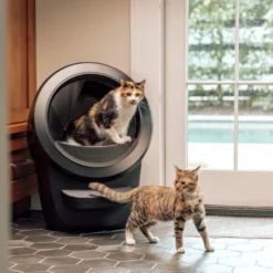 Litter-Robot Caixa de Areia Automática Preta para gatos
