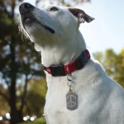 Mosquetão Nite Ize S-Biner TagLock para cães