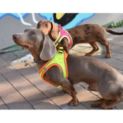 Nayeco X-TRM Neo Amarelo Peitoral para cães