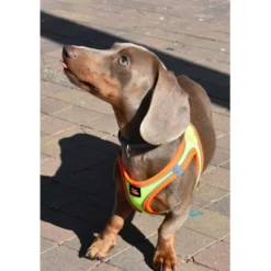 Nayeco X-TRM Neo Amarelo Peitoral para cães