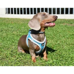 Nayeco X-TRM Neo Azul Peitoral para cães