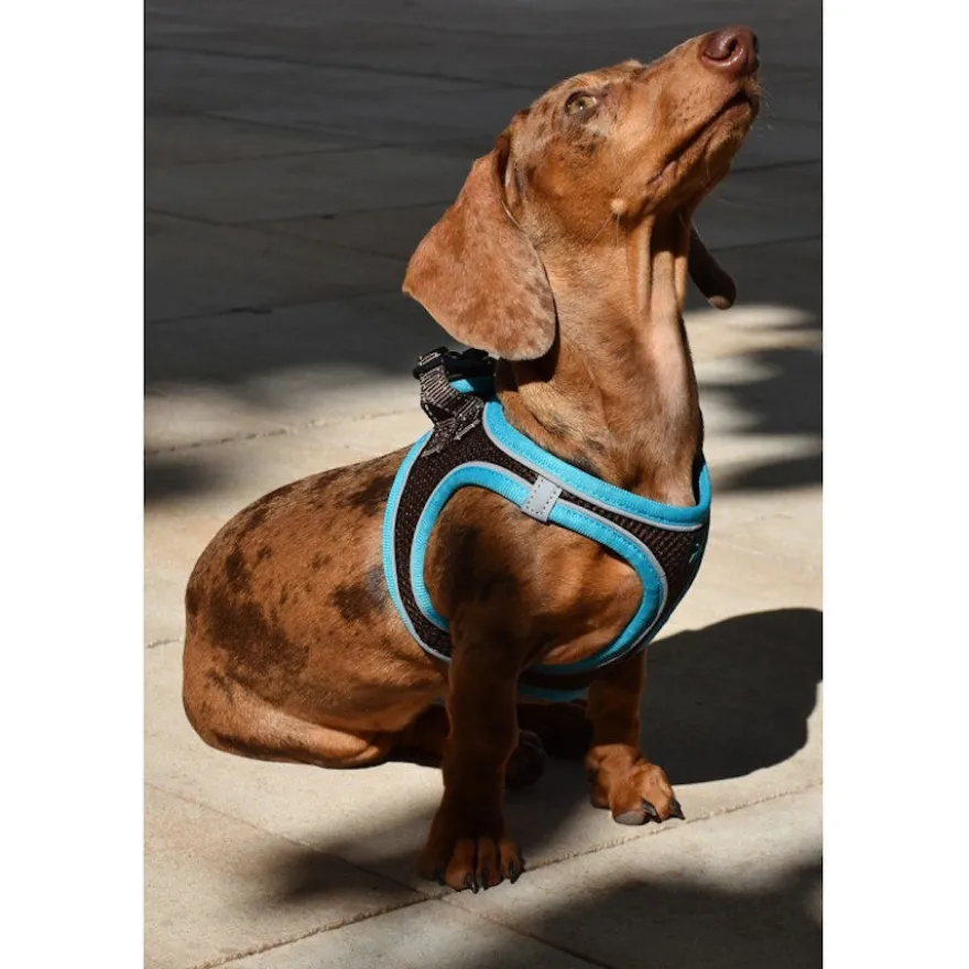 Nayeco X-TRM Neo Castanho Peitoral para cães
