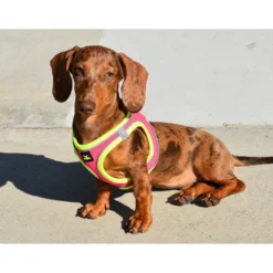 Nayeco X-TRM Neo Fúcsia Peitoral para cães