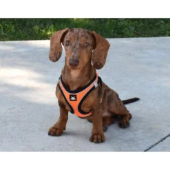 Nayeco X-TRM Neo Laranja Peitoral para cães