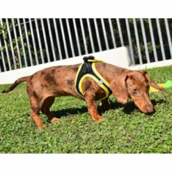 Nayeco X-TRM Neo Preto Peitoral para cães