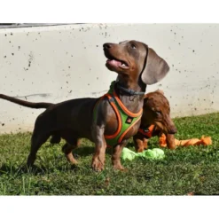 Nayeco X-TRM Neo Verde Peitoral para cães