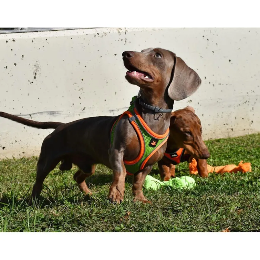 Nayeco X-TRM Neo Verde Peitoral para cães