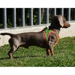 Nayeco X-TRM Neo Verde Peitoral para cães