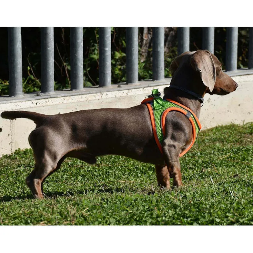 Nayeco X-TRM Neo Verde Peitoral para cães