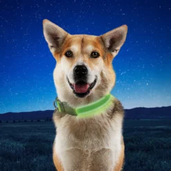 Nite Ize NiteDog Coleira LED Recarregável Verde para cães