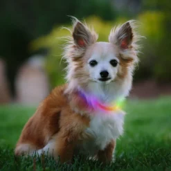 Nite Ize Nite Howl Disc-O-Select LED Mini Coleira para cães