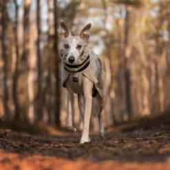 Non-stop Dogwear Casaco de Lã em cor Areia para cães