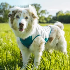 Non-stop Dogwear Colete Refrescante Pull-On Cinzento para cães