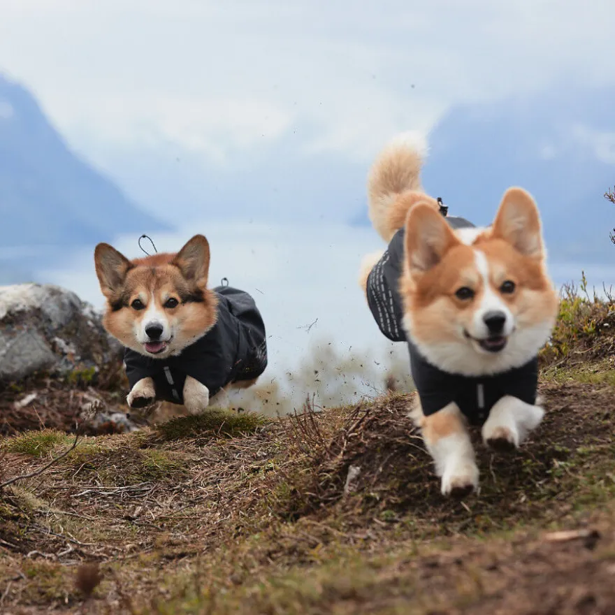 Non-stop dogwear Fjord Capa de chuva impermeável preta para cães