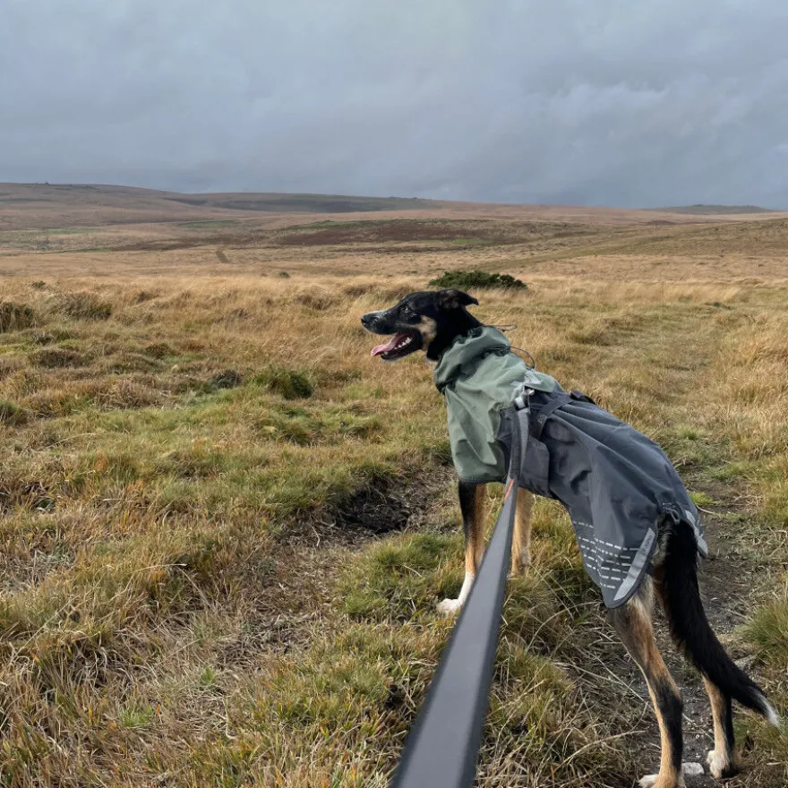 Non-stop dogwear Fjord Capa de chuva impermeável preto e verde para cães