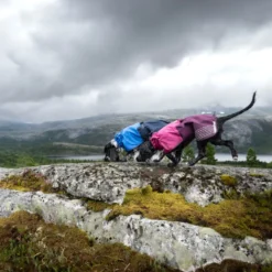 Non-stop dogwear Fjord Capa de chuva impermeável púrpura para cães