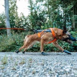 Non-stop dogwear Freemotion Peitoral preto e laranja para cães