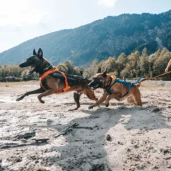 Non-stop dogwear Freemotion Peitoral preto e laranja para cães