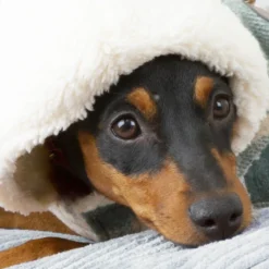 Outech Casaco Xadrez para cães