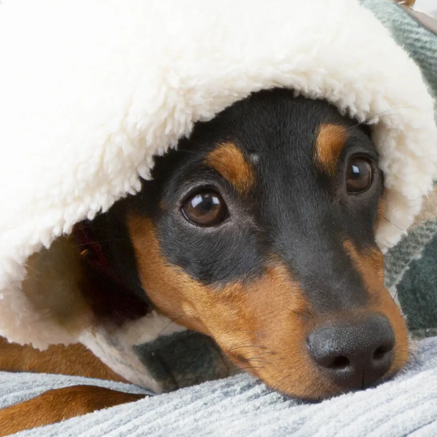 Outech Casaco Xadrez para cães