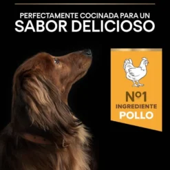 Pro Plan Adult Small e Mini Frango ração para cães