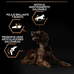 Pro Plan Large Athletic Adult Frango ração para cães