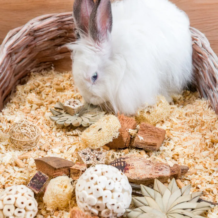 Quapas Nibble Caixa Presente Estrelas e Bolas Brinquedo para Roedores