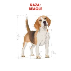 Royal Canin Adult Beagle ração para cães