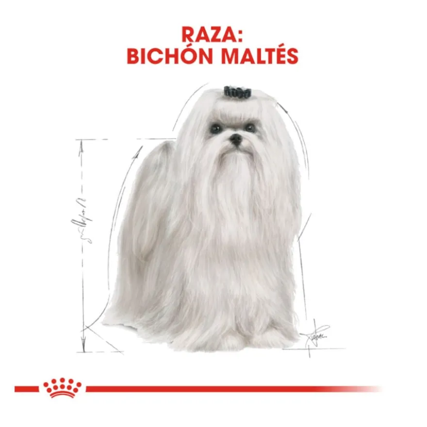 Royal Canin Adult Bichón Maltês ração para cães