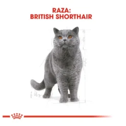 Royal Canin Adult British Shorthair ração para gatos