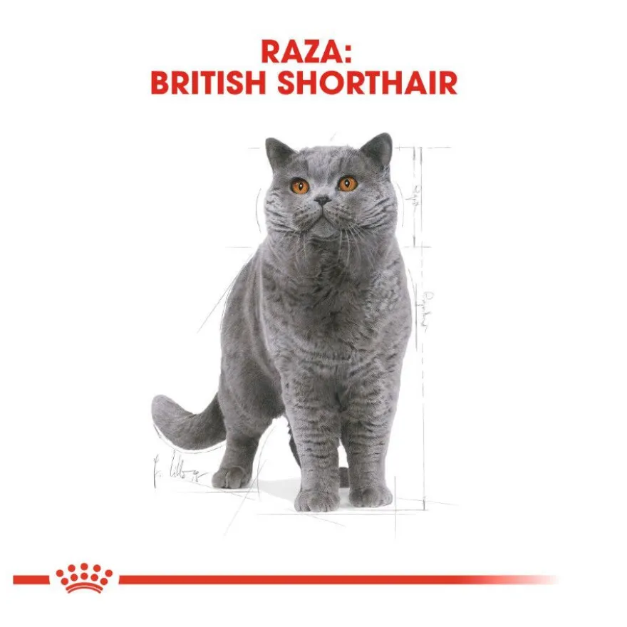 Royal Canin Adult British Shorthair ração para gatos