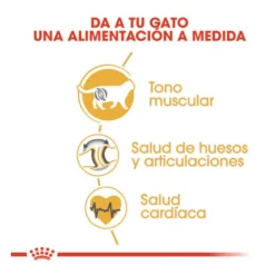 Royal Canin Adult British Shorthair ração para gatos