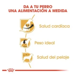 Royal Canin Adult Cavalier King Charles ração para cães