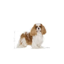 Royal Canin Adult Cavalier King Charles ração para cães