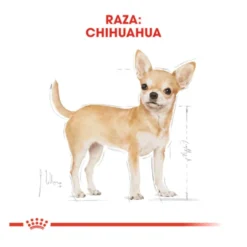 Royal Canin Adult Chihuahua ração para cães