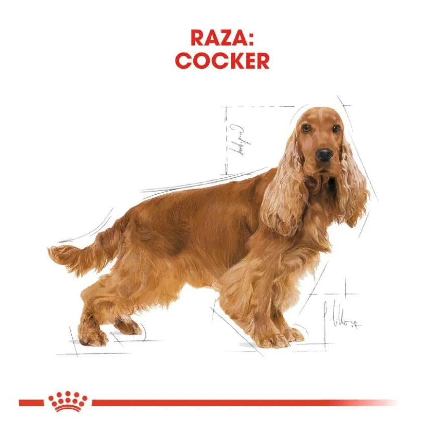 Royal Canin Adult Cocker ração para cães