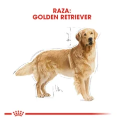 Royal Canin Adult Golden Retriever ração para cães