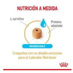 Royal Canin Adult 5+ Labrador ração para cães
